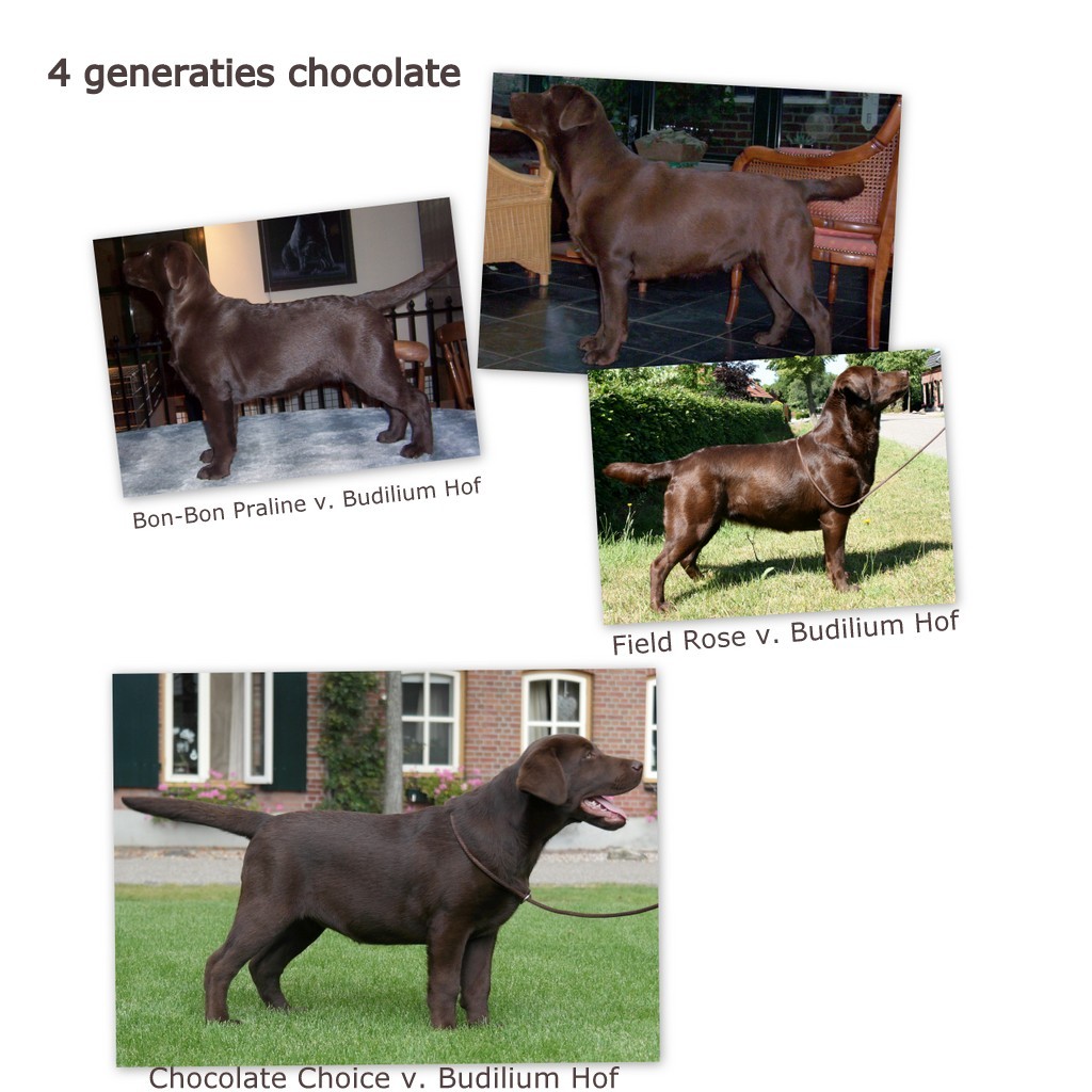 collage 4 generaties chocolate